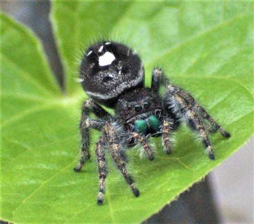 Bold Jumping Spider photographed in New Mexico