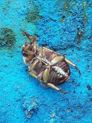 Pelidnota prasina