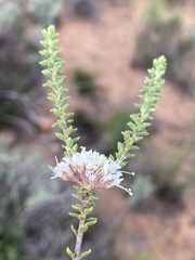 Agathosma roodebergensis