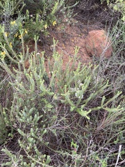 Agathosma roodebergensis