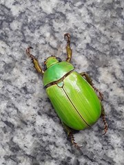 Pelidnota prasina