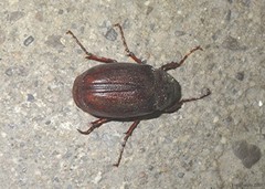 Phyllophaga rugosa
