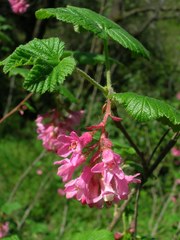 Ribes sanguineum glutinosum