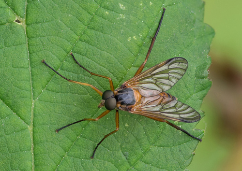 Ongevlekte snipvlieg, 3737 Groenekan, Netherlands, photo 7 of 10