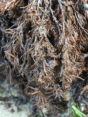 Rhodomelaceae