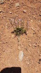 Penstemon laricifolius