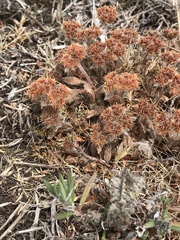 Chorizanthe howellii