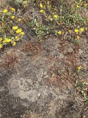 Chorizanthe howellii