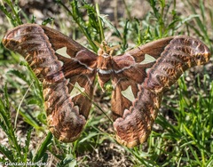 Rothschildia aurota