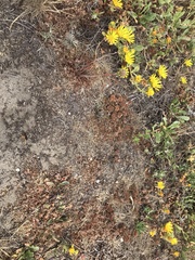 Chorizanthe howellii