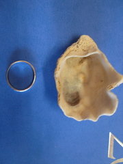 Magallana angulata