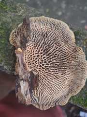 Daedaleopsis confragosa