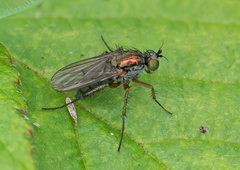 Dolichopus ungulatus