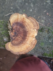 Daedaleopsis confragosa