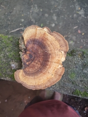Daedaleopsis confragosa