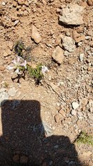 Penstemon laricifolius