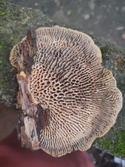 Daedaleopsis confragosa