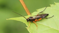 Pimpla pedalis