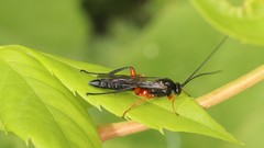 Pimpla pedalis