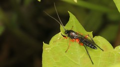 Pimpla pedalis