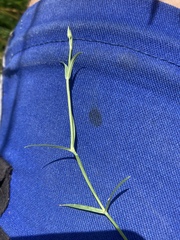 Stellaria palustris