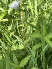 Stellaria palustris