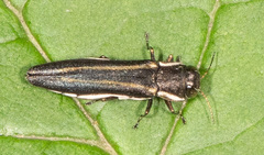Agrilus bilineatus