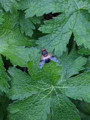 Volucella pellucens