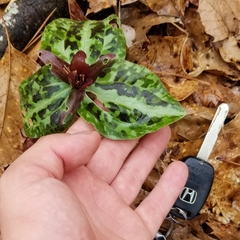 Trillium reliquum