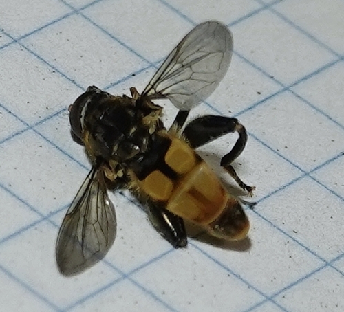 Common Thick-leg Fly photo 3