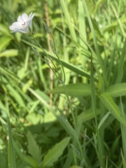 Stellaria palustris