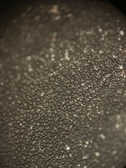 Dermatocarpon reticulatum