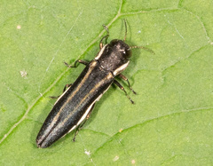 Agrilus bilineatus