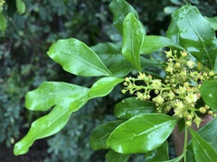 Toechima