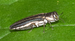Agrilus bilineatus