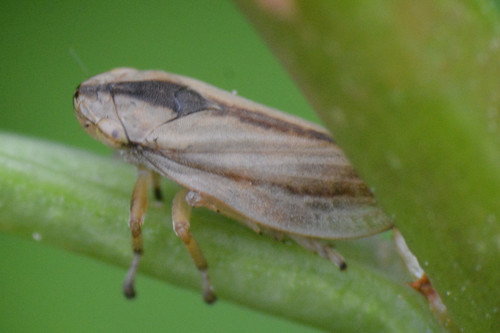 Meadow Spittlebug photo 3