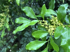 Toechima
