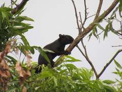 Sciurus aureogaster