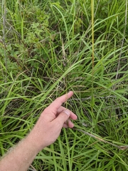 Bothriochloa bladhii