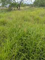 Bothriochloa bladhii