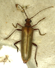 Centrodera decolorata