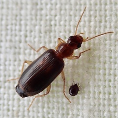 Dromius