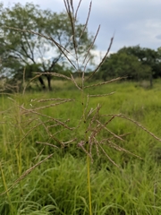 Bothriochloa bladhii