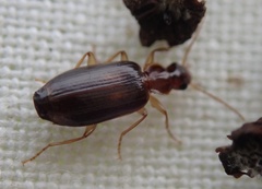 Dromius