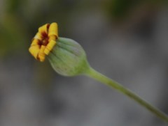 Othonna coronopifolia