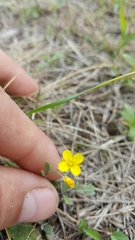 Physaria gracilis