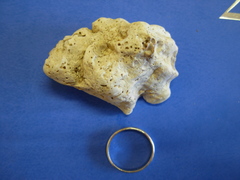 Magallana angulata
