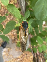 Magicicada septendecim