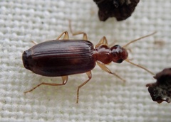 Dromius