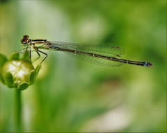 Ischnura denticollis